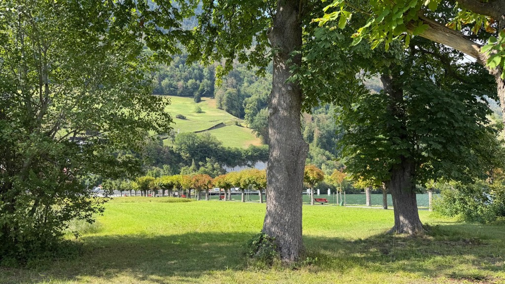 Schattige Liegewiese unter alten Bäumen am Alpnachersee